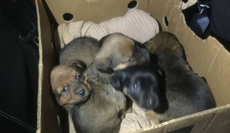 Někdo odložil štěňata v krabici u popelnic ve Foerstrově ulici. Už jsou v útulku