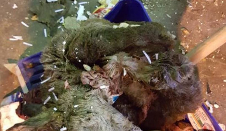 Srnce našli mezi tříděným odpadem.