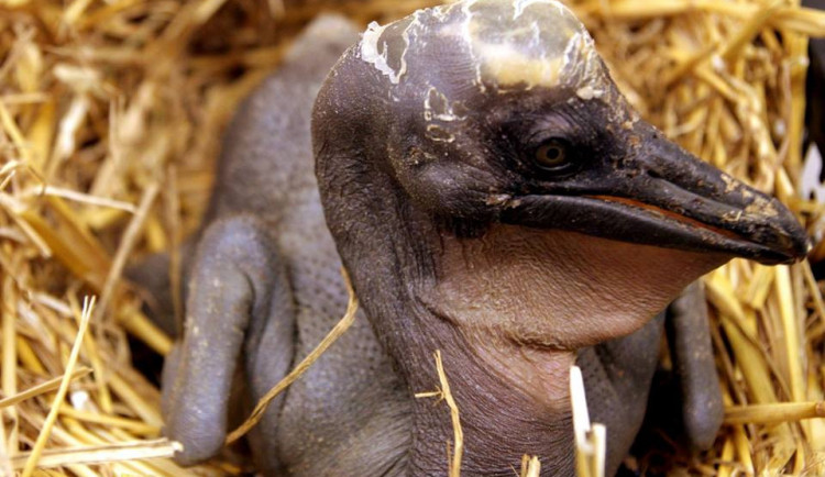 Jeden z malých pelikánů.