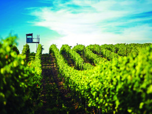 Krásy Jižní Moravy