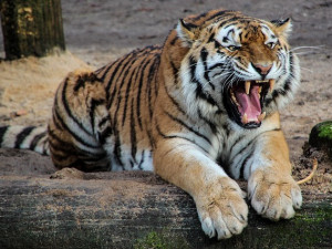 Případem zabitých tygrů se dnes zabýval soud, mezi obžalovanými chyběl Vietnamec, odjel do zahraničí