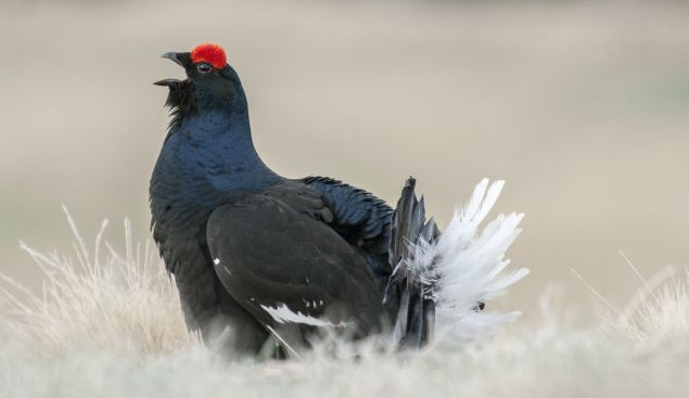 Tetřívek obecný je silně ohrožený