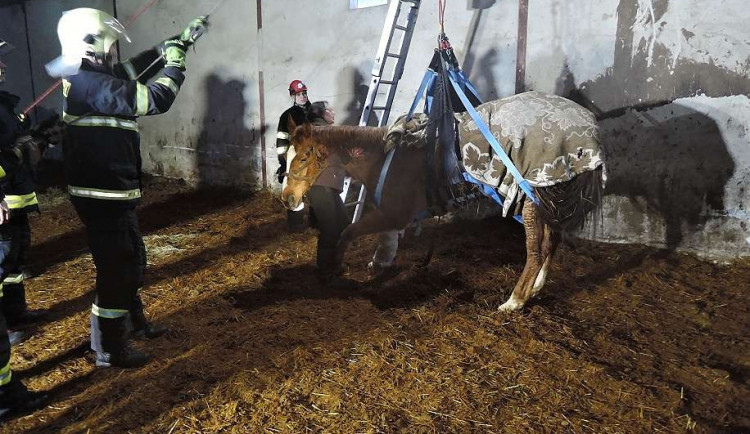 Koně na nohy postavila až kladka.