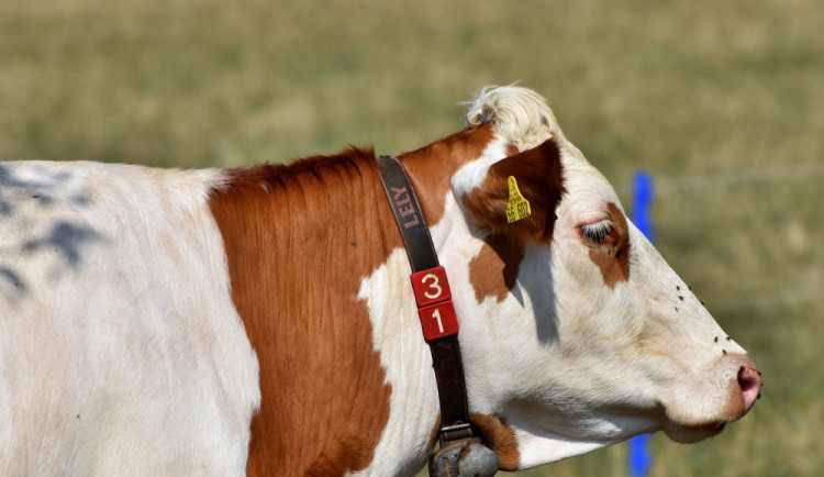 Ilustrační snímek