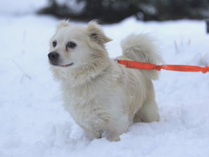 Filípem je nyní v dočasné péči a vyhlíží nový domov.