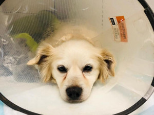 Filípem je nyní v dočasné péči a vyhlíží nový domov.