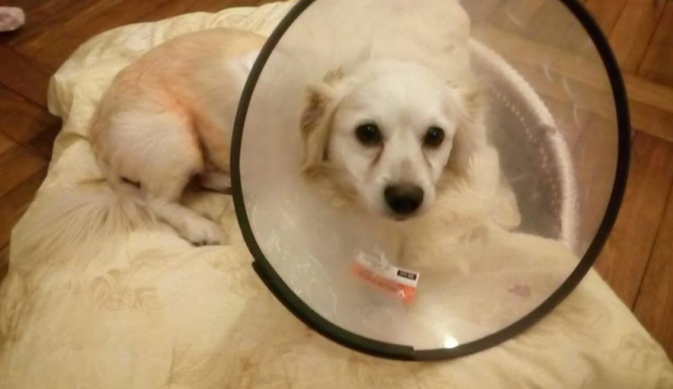 Filípem je nyní v dočasné péči a vyhlíží nový domov.