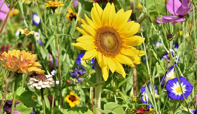 Česká Lípa opět vyhlašuje soutěž o nejhezčí sídlištní zeleň