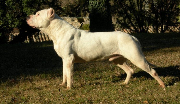 Seniorku s chodítkem napadla doga, v pátek v nemocnici zemřela