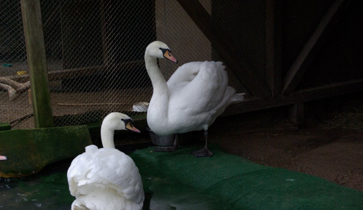 Snímek dvou zachráněných labutí