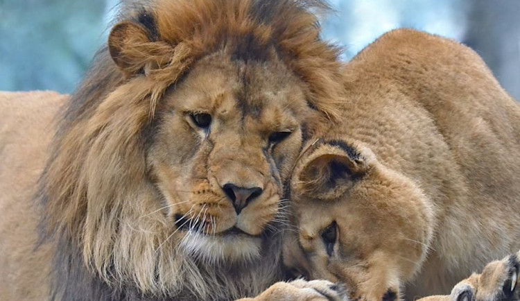 45731018_1979043752150039_2560244930156953600_n