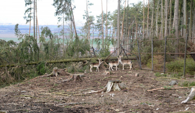 AKTUÁLNĚ: Olomoucká zoo dnes poprvé po kalamitě otevřela