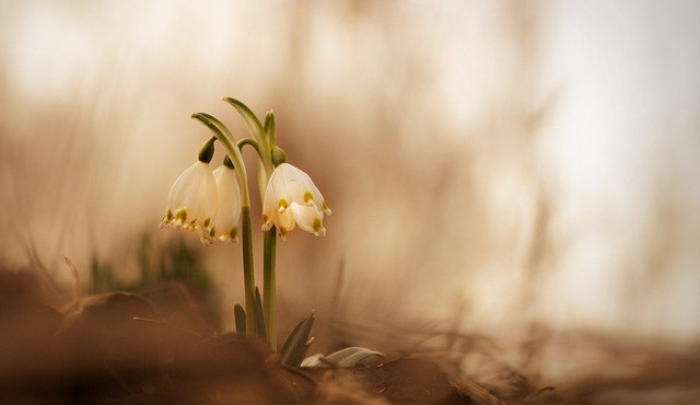 Nejen bledule lákají do Pekla, letos poprvé proběhne slavnostní odemykání