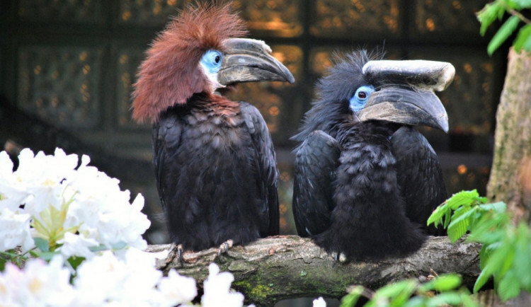 Zoborožci dorazili do Liberce ze Zlína.