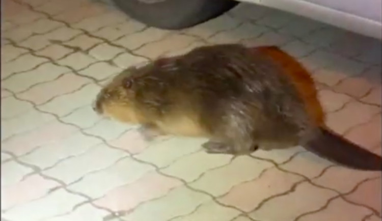 VIDEO: Žena na ulici potkala bobra. Strážníci ho vrátili do řeky
