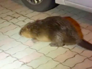 VIDEO: Žena na ulici potkala bobra. Strážníci ho vrátili do řeky
