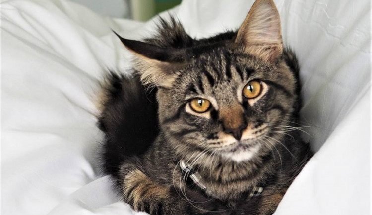 Kocour Bumbác je opravdu krasavec.