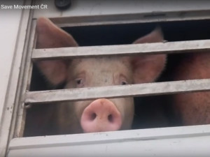 Sdružení Zvířata nejíme se snaží prosadit zavedení kamerového systému na českých jatkách.