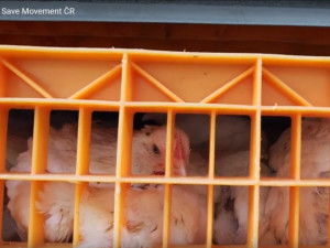 Sdružení Zvířata nejíme se snaží prosadit zavedení kamerového systému na českých jatkách.