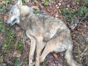 Řidič u Ralska srazil vlka. Zvíře nepřežilo, skončí jako exponát v muzeu