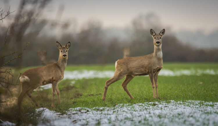 Srna, která vběhla řidiči do cesty, byla odmrštěna pod kola protijedoucího auta