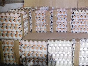 Veterináři a celníci zajistili na Liberecku téměř pět tisíc vajec, převážel je polský vůz