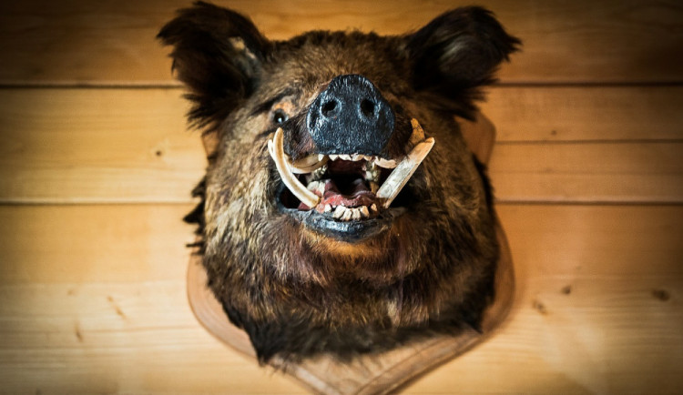 Ilustrační snímek