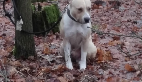 Takto muž svého psa v lese nechal.