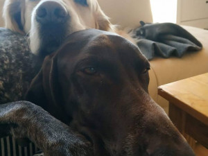 Charlie si na Yetti rychle zvykl.