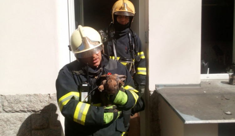 Hasiči dnes zachránili králíka a kočku.