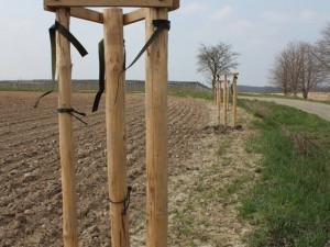 Tady měla být alej, ale stromky chybí. Někdo si je přivlastnil.