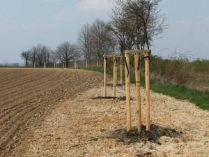 Tady měla být alej, ale stromky chybí. Někdo si je přivlastnil.