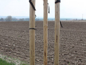 Tady měla být alej, ale stromky chybí. Někdo si je přivlastnil.