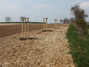 Tady měla být alej, ale stromky chybí. Někdo si je přivlastnil.