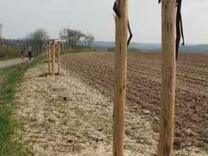 Tady měla být alej, ale stromky chybí. Někdo si je přivlastnil.