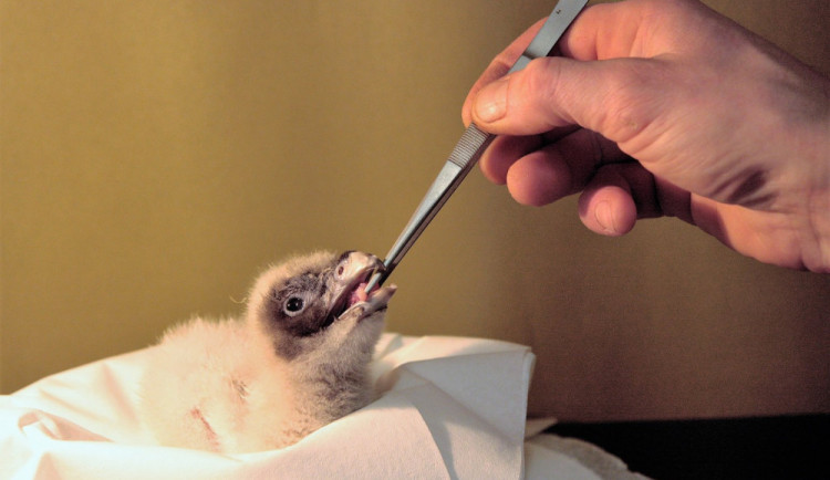 Rozkrmování mláděte.