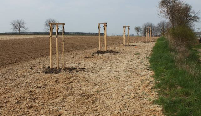 Tady měla být alej, ale stromky chybí. Někdo si je přivlastnil.