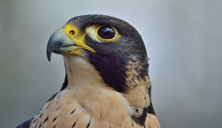 Sokol stěhovavý je v Česku kriticky ohrožený.