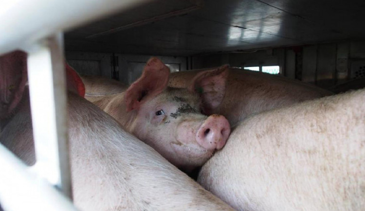 Ilustrační snímek