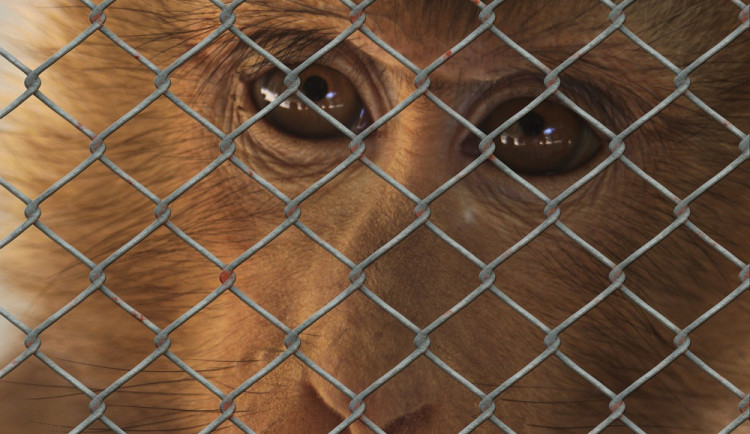 Dnes je Světový den laboratorních zvířat.