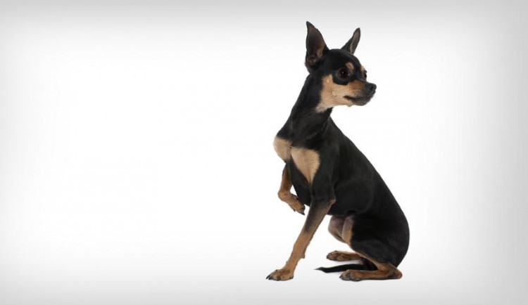 Pražský krysařík