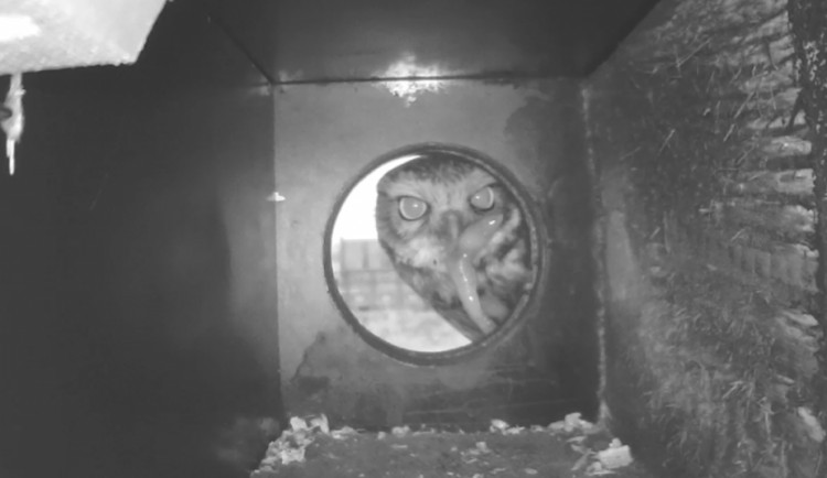 Díky chytrým budkám vznikají jedinečné záběry sýčka obecného.