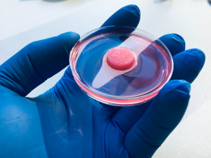 Vrátí liberečtí vědci imunitu lidem s AIDS nebo leukémií? Vyvinuli umělý brzlík