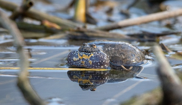 Fandíme kuňce ohnivé. Kraj se snaží zlepšit podmínky pro život této žabky