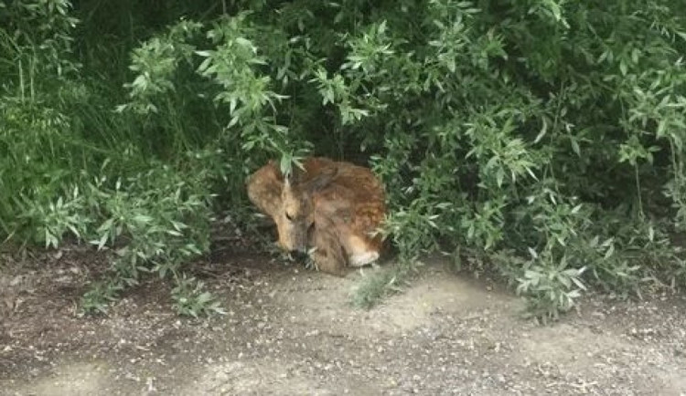 Srna, která byla nalezena v Olomouci, musela být utracena