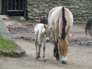 V liberecké zoo se vůbec poprvé narodila hříbata koně Převalského
