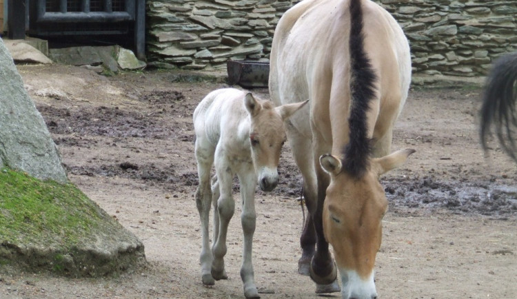 Hříbě koně Převalského.