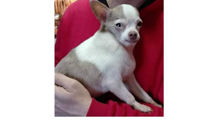 Na Rádle pátrají po tomhle pejskovi.