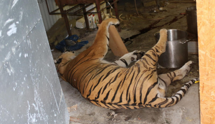 Kauza obchodu s tygřími těly. Berousek odešel od soudu s podmínkou