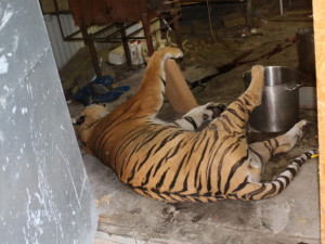 Kauza obchodu s tygřími těly. Berousek odešel od soudu s podmínkou